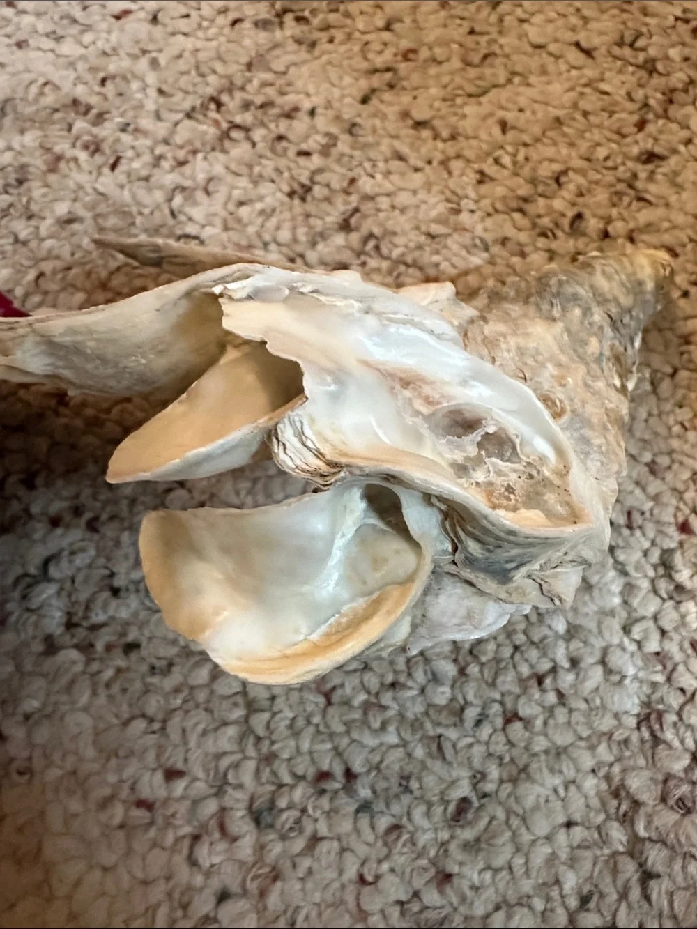 Oyster cluster